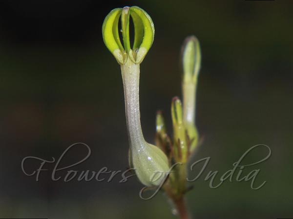Sword-Leaf Ceropegia